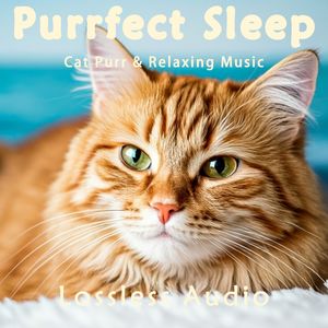 8小时 - 钢琴冥想曲惬意放松｜猫咪呼噜｜深度放松｜完美睡眠