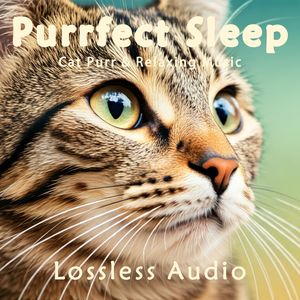 8小时 - 猫咪呼噜｜悠扬舒缓深空冥想｜深度放松｜完美睡眠