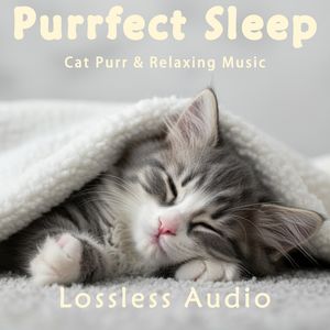 8 小时 - 环绕海浪冥想|海浪|温馨抒情钢琴曲|猫咪呼噜声助眠|深度放松|完美睡眠