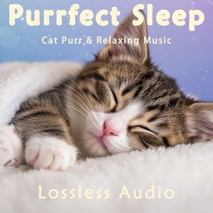 8 小时 - 自然海浪冥想｜梦幻空灵舒缓｜猫咪呼噜声助眠｜深度放松｜完美睡眠