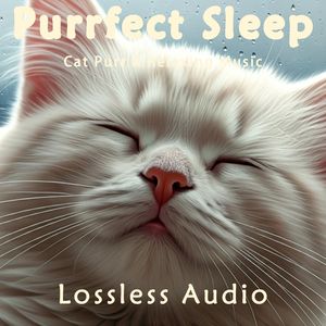 8小时 - 望着地平线冥想节奏音乐融合猫咪呼噜声｜深度放松｜完美睡眠