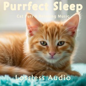 146.雨后森林冥想｜舒缓钢琴曲&雨后森林淅淅沥沥&猫咪呼噜声助眠｜深度放松｜完美睡眠