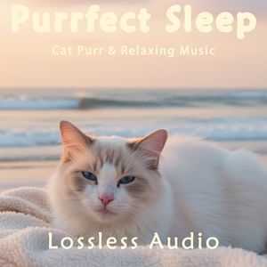 142.雨中自然冥想｜安眠雨声&温馨抒情钢琴曲&猫咪呼噜声助眠｜深度放松｜完美睡眠