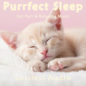 192.都市夜雨冥想｜宁静的夜晚舒缓放松｜猫咪呼噜声助眠｜深度放松｜完美睡眠