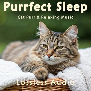 8小时 - 亚洲长笛超级放松|猫咪呼噜|深度放松|完美睡眠