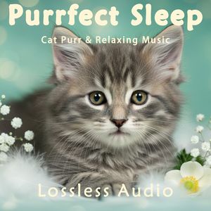 195.清晨自然冥想｜灵境之旅-如梦似幻｜猫咪呼噜声助眠｜深度放松｜完美睡眠