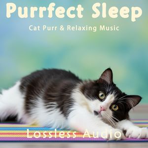 117.轻松惬意的正念冥想音乐融合猫咪呼噜声｜深度放松｜完美睡眠