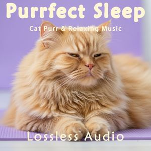 133.迷幻深邃的正念冥想脑波音乐融合猫咪呼噜声|深度放松|完美睡眠