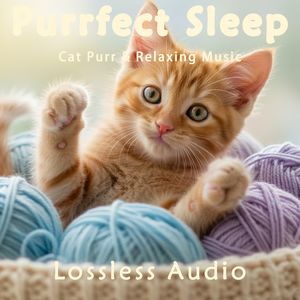 8 小时 - 雨夜漫漫冥想|清新放松自然平静|猫咪呼噜声助眠|深度放松|完美睡眠