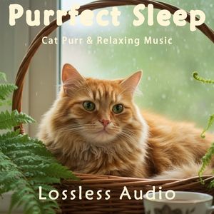 211.雨中放松冥想｜抒情放松平静舒缓｜猫咪呼噜声助眠｜深度放松｜完美睡眠