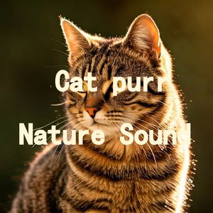 03.真实猫呼噜声|3分钟入睡·白噪音循环