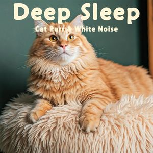 8小时 - 真实猫呼噜声+海浪翻滚浪花飞舞｜3分钟入睡·白噪音循环