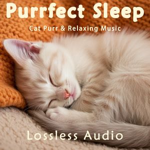 8小时 - 自然环境冥想｜宁静放松欢快旋律｜猫咪呼噜声助眠｜深度放松｜完美睡眠