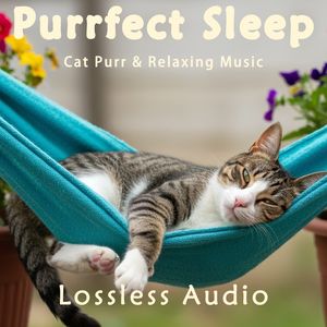 8小时 - 舒缓空灵的正念冥想软钢琴音乐融合猫咪呼噜声｜深度放松｜完美睡眠