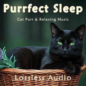 66.抒情优美｜宛转悠扬｜猫咪呼噜｜深度放松｜完美睡眠