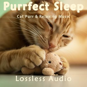 287.雨后森林冥想｜平静的森林-轻松的旋律｜猫咪呼噜声助眠｜深度放松｜完美睡眠