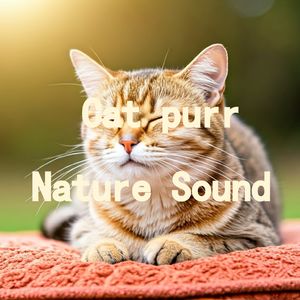 31.真实猫呼噜声+微风拂面蝉鸣阵阵|3分钟入睡·白噪音循环