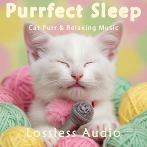 178.雨中自然冥想｜神游远方氛围音乐｜猫咪呼噜声助眠｜深度放松｜完美睡眠