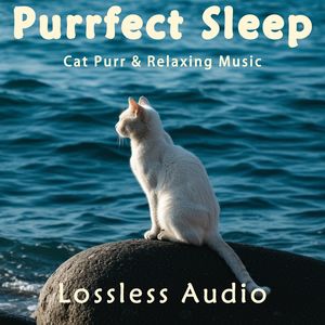 8 小时 - 雨中自然冥想｜自然环境氛围冥想｜猫咪呼噜声助眠｜深度放松｜完美睡眠