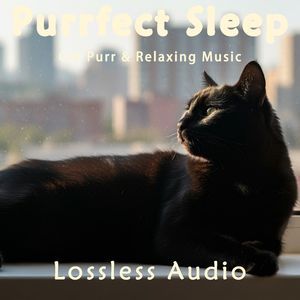 8小时 - 雨后森林冥想｜春天的旋律｜啾啾鸟鸣｜猫咪呼噜声助眠｜深度放松｜完美睡眠