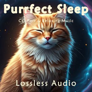 8小时 - 清新优美｜冥想钢琴｜猫咪呼噜｜深度放松｜完美睡眠