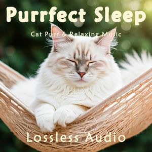 8小时 - 空灵神游｜瑜伽冥想｜猫咪呼噜｜深度放松｜完美睡眠