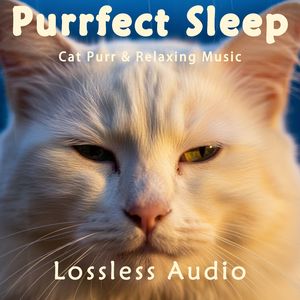 193.环绕海浪冥想｜春游音乐清新温柔｜猫咪呼噜声助眠｜深度放松｜完美睡眠