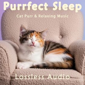 8 小时 - 雨中森林冥想｜自然环境｜森林雨声｜猫咪呼噜声助眠｜深度放松｜完美睡眠