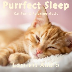 8小时 - 雷雨气候冥想｜感性抒情｜猫咪呼噜声助眠｜深度放松｜完美睡眠