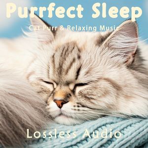 8小时 - I miss you too｜瑜伽冥想｜猫咪呼噜｜深度放松｜完美睡眠