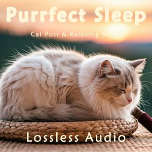 8小时 - 宇宙星空｜瑜伽冥想｜猫咪呼噜｜深度放松｜完美睡眠