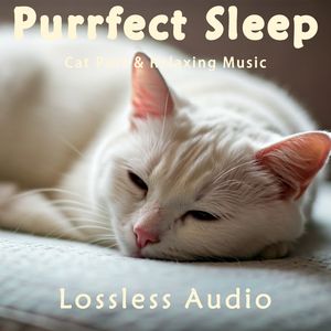 8小时 - 惬意放松深空冥想|猫咪呼噜|深度放松|完美睡眠