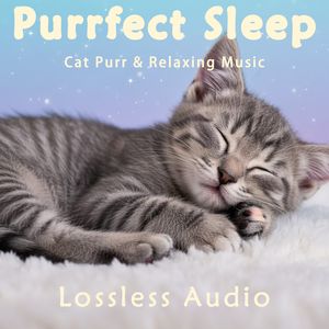 217.雨雷气候冥想｜记忆中透过树叶的阳光｜猫咪呼噜声助眠｜深度放松｜完美睡眠