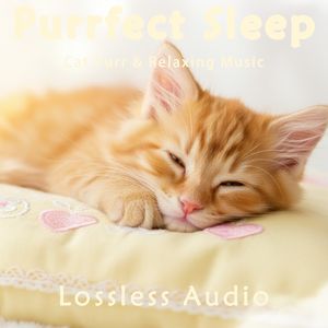 8 小时 - 雨中自然冥想｜轻松舒缓环境钢琴｜猫咪呼噜声助眠｜深度放松｜完美睡眠