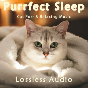 139.雨后森林冥想｜雨打树叶&冥想钢琴曲&猫咪呼噜声助眠｜深度放松｜完美睡眠