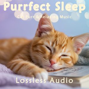 8 小时 - 环绕海浪冥想｜如梦似幻的放松钢琴曲｜猫咪呼噜声助眠｜深度放松｜完美睡眠