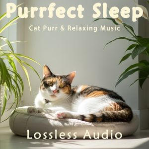 8小时 - 空灵放松的正念冥想脑波音乐融合猫咪呼噜声｜深度放松｜完美睡眠