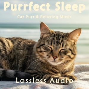 8小时 - 雨中森林冥想｜忧郁情绪悲伤氛围｜猫咪呼噜声助眠｜深度放松｜完美睡眠