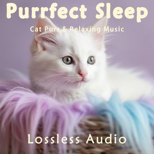 8 小时 - 清晨自然冥想｜秋湖宁静舒缓空灵曲｜猫咪呼噜声助眠｜深度放松｜完美睡眠