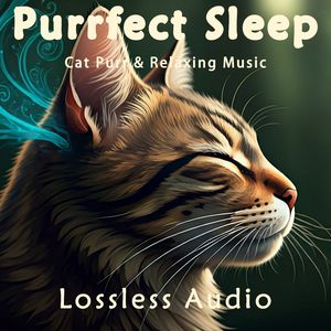 80.中国风-唐天籁琴-阳关三叠｜冥想放松｜猫咪呼噜｜完美睡眠