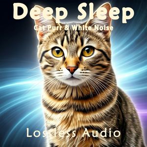 8小时- 真实猫呼噜声+森林氛围温柔雨声｜3分钟入睡·白噪音循环