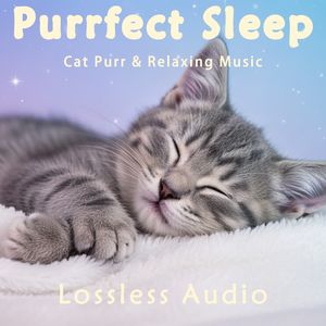 8小时 - 雨后森林冥想｜佛像之梦｜啾啾鸟鸣｜猫咪呼噜声助眠｜深度放松｜完美睡眠