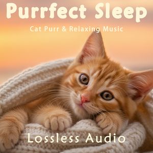 8小时 - 都市夜雨冥想｜关心常在-安静舒缓氛围｜猫咪呼噜声助眠｜深度放松｜完美睡眠