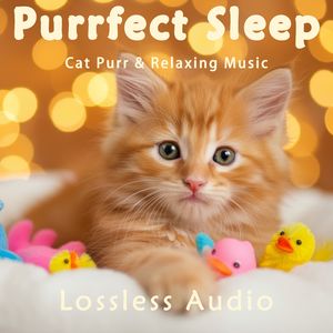 198.雨中森林冥想｜优雅浪漫氛围｜猫咪呼噜声助眠｜深度放松｜完美睡眠