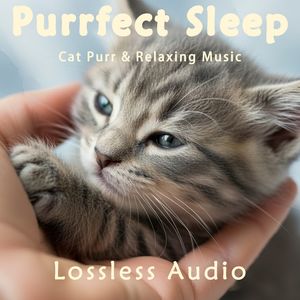 181.自然海浪冥想｜中国风-大气舒畅｜猫咪呼噜声助眠｜深度放松｜完美睡眠