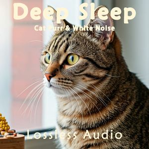 8小时 - 真实猫呼噜声+自然氛围农场鸟鸣|3分钟入睡·白噪音循环