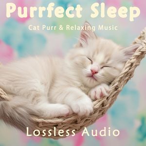 8 小时 - 雨中治愈冥想｜感性放松的自然雨夜｜猫咪呼噜声助眠｜深度放松｜完美睡眠