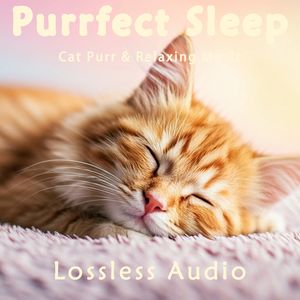 8小时 - 心灵祈祷瑜伽冥想｜猫咪呼噜｜深度放松｜完美睡眠