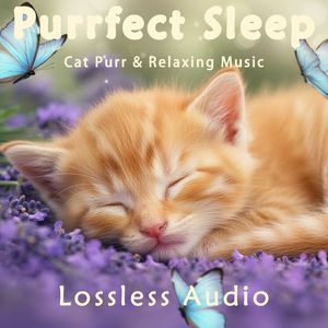 8小时 - 雷雨气候冥想｜放松空灵｜猫咪呼噜声助眠｜深度放松｜完美睡眠