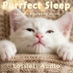 199.都市夜雨冥想|舒缓宁静安心氛围|猫咪呼噜声助眠|深度放松|完美睡眠